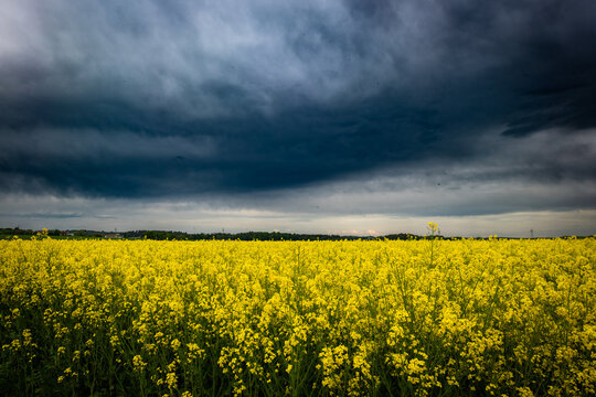 Dunkle Wolken &uuml;ber einem Rapsfeld