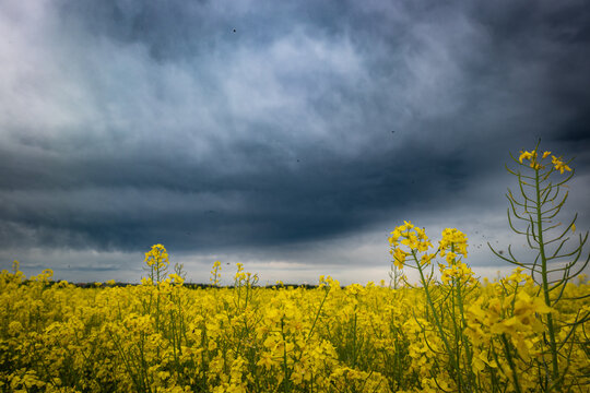 Dunkle Wolken &uuml;ber einem Rapsfeld
