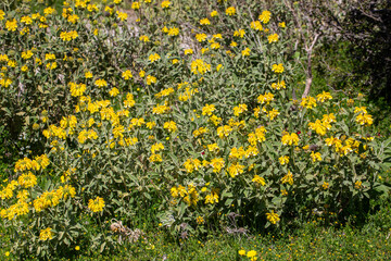 Obraz premium Yellow Jerusalem Sage (Phlomis fruticosa) flowers blooming on a wild bush in the Mediterranean sunlight