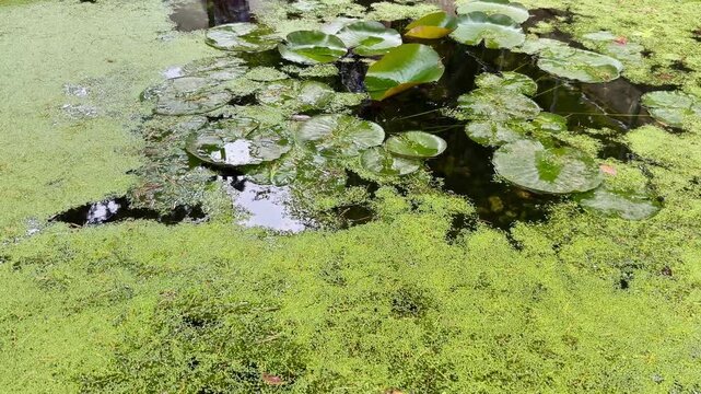 Estanque tranquilo con nen&uacute;fares y ambiente relajante