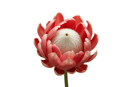 Red torch ginger flower blooming with transparent background