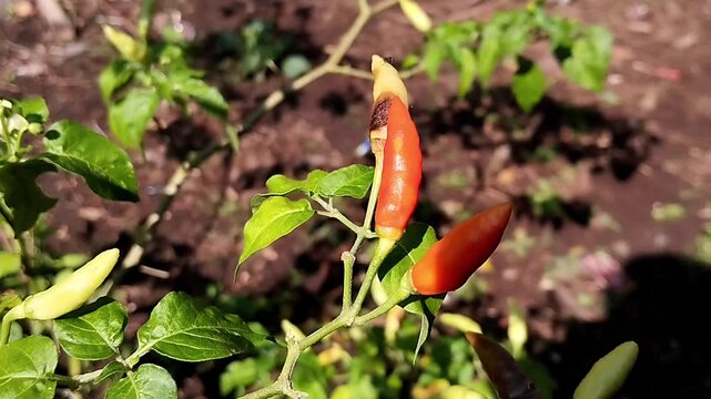 The video displays several chili peppers arranged along a branch, captured with a fixed camera in a close-up shot. The peppers appear grouped,