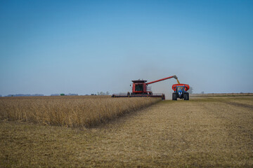 Obraz premium A combine harvester dumps grain onto a trailer during the soybean harvest