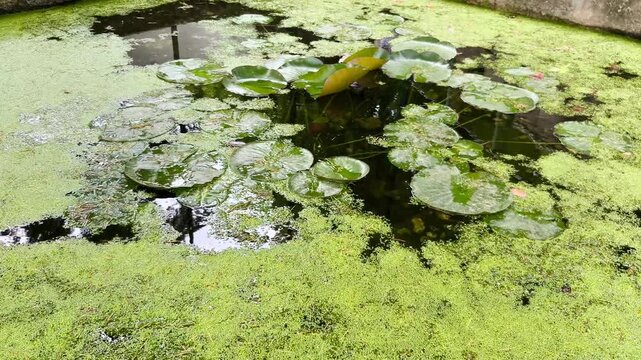 Estanque de agua con nen&uacute;fares 