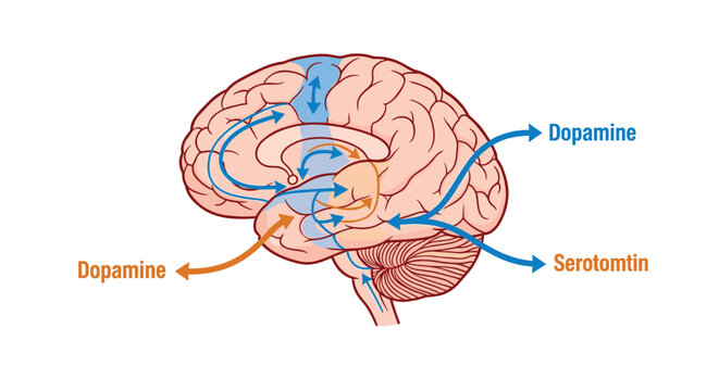 Brain diagram showing the chemical pathways of dopamine and serotonin neurotransmitters for mental health education.