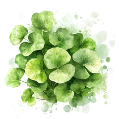 Gotu Kola, semi-realistic fantasy watercolor illustration, magical accents, isolated on white background © DavidJ