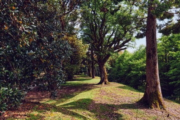 Naklejka premium Trees in a peaceful park with a sunlit path and green grass, moss-covered trunks and dappled sunlight creating long shadows among mature oaks and leafy understory for nature walk.
