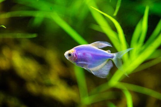 The blue tetra glofish or Gymnocorymbus ternetzi, freshwater aquarium fish