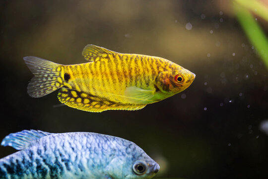Freshwater aquarium fish, gourami from Asia or trichopodus leeri