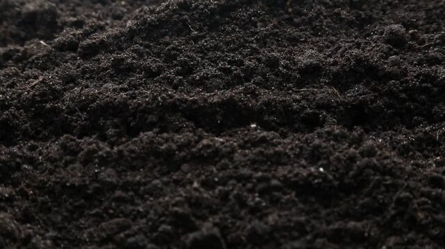 A garden tool creates a row of planting holes in dark fertile soil, a hand places several small white bean seeds in a line, covers them with soil, then waters the row.