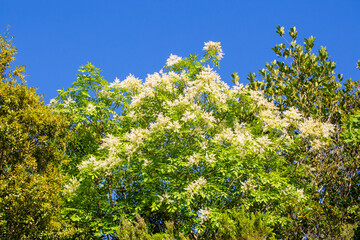 Fototapeta premium Blooming Manna Ash tree (Fraxinus ornus) with white flowers against a clear blue sky