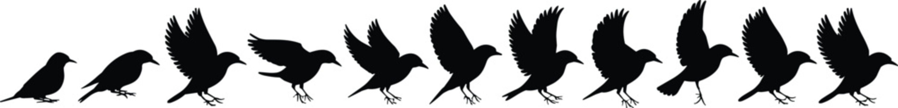 Sequence of bird silhouettes showing takeoff and landing motion isolated on white background for animation and design use
