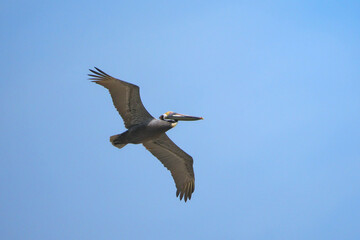 Obraz premium Flock of brown pelicans flying in formation over outer banks surf off Ocracoke Island, NC. 