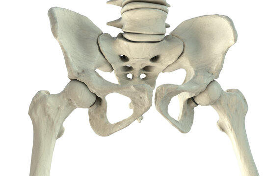 Normal healthy hip joint, 3D illustration