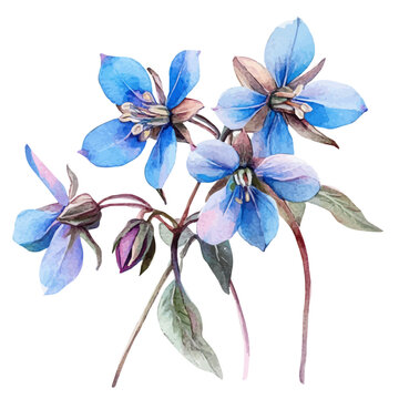 watercolor of Borage Flower painting, isolated on a white background.