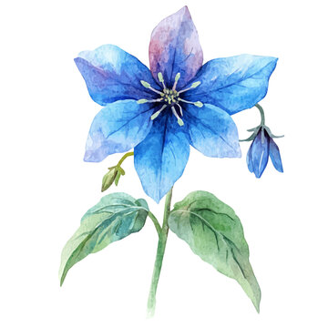 Borage Flower, watercolor vector depicting playful antics, isolated on a white background.