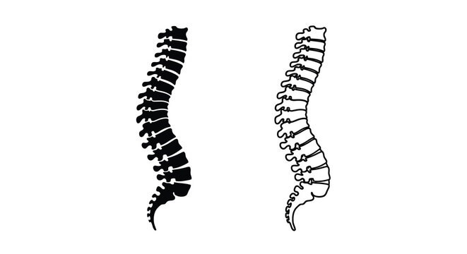 Human spine anatomy illustration posterior and lateral views for medical study