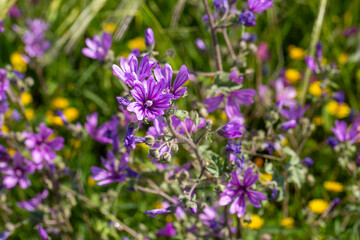 Obraz premium Close-up of purple Common Mallow (Malva sylvestris) flowers blooming in a wild meadow