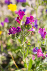 Fototapeta premium Close-up of vibrant purple Echium plantagineum (Purple Viper's Bugloss) flowers in the wild