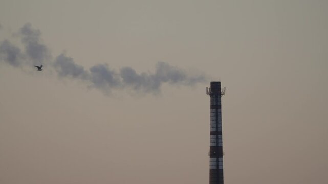 Industrial chimney emits gray smoke while birds fly across frame in daylight. Contrast between nature and pollution, horizontal composition, realistic scene.