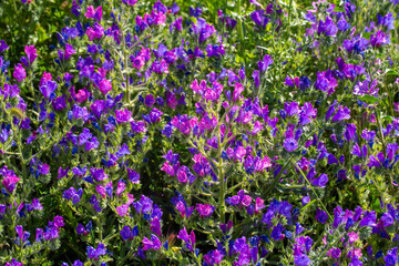 Obraz premium Close-up of vibrant purple Echium plantagineum (Purple Viper's Bugloss) flowers in the wild
