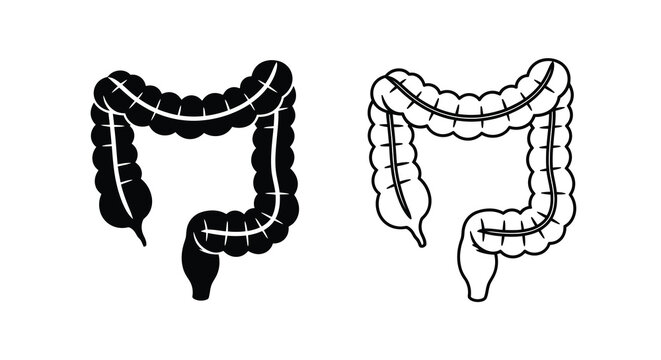 Human intestine illustration detailed anatomical depiction of the large and small bowel