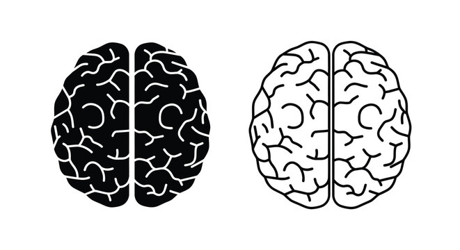 Human brain illustration two views of cerebral cortex with detailed convolution patterns