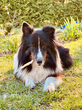 Tricolor shetland sheepdog.