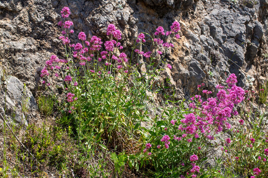 Close-up of vibrant pink Red Valerian (Centranthus ruber) flowers blooming in the wild