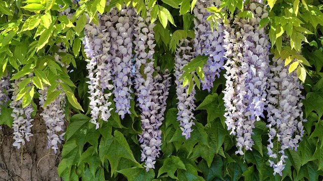 Lush Wisteria Draping Ivy Covered Wall. Lively Courtyard Panorama With Long Lilac Racemes Swinging In Breeze