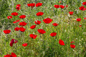 Naklejka premium Close-up of vibrant red corn poppies (Papaver rhoeas) blooming in a green field