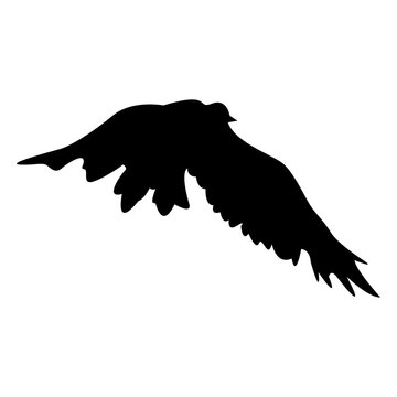Bird flying sequence silhouette