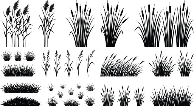 Grass and reed silhouette collection isolated on white background botanical vector set for landscaping and nature design