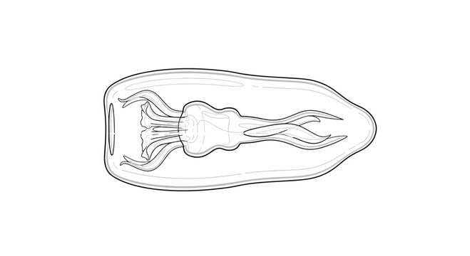 Minimalist black and white outline illustration of a salp, a barrel-shaped marine tunicate, showcasing its transparent body and internal organs.
