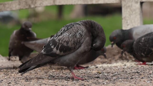 Close-up of a pigeon preening its chest feathers with its beak, showing detailed plumage and natural grooming behavior, while a blurred sparrow passes through the frame, adding motion and depth.