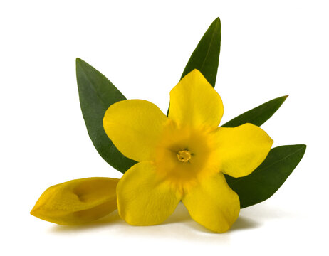 Yellow jessamine flowers