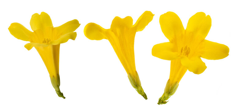 Gelsemium sempervirens