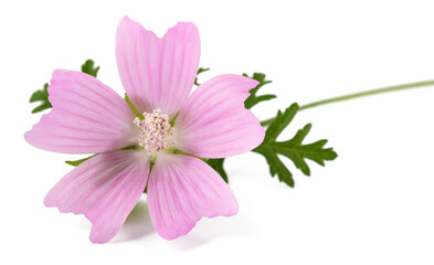 Greater musk mallow flower © Scisetti Alfio