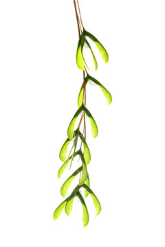 Acer negundo samaras and leaf isolated on white background
