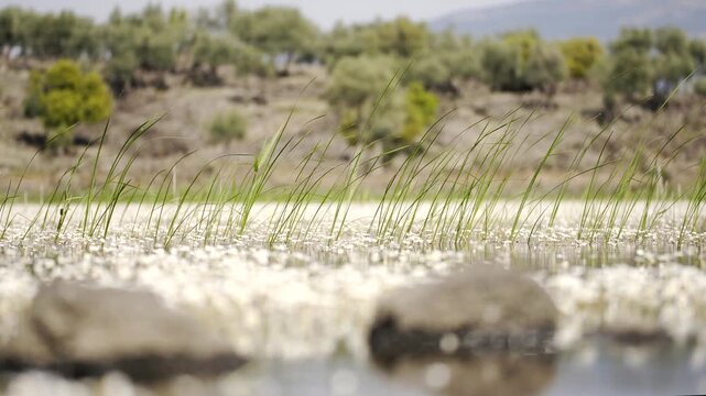 Wetland lake surface covered with aquatic plants and flowers forms a calm freshwater habitat. Shallow pools, green vegetation, quiet marsh ecology create peaceful natural scene.