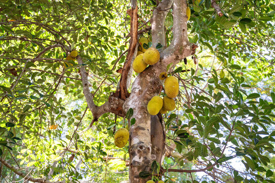 Jackfruit Tree Bearing Fruit on Trunk and Main Branches in National Park of Nosy Komba Madagascar