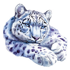 watercolor of Snow Leopard painting, isolated on a white background. © velora