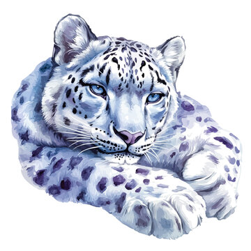 watercolor of Snow Leopard painting, isolated on a white background.