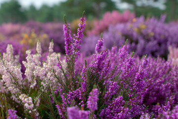 Obraz premium Colorful heather plants available at garden center 