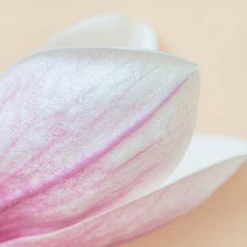 Macro d'un p&eacute;tale de fleur blanc et rose avec nervures apparentes