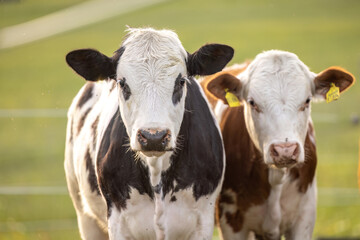 Young cows grazing on meadow in free range system sustainable livestock farming and local meat production © Annabell Gsödl