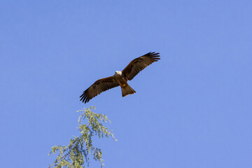 Fototapeta premium Black kite raptor spreading wings while flying in blue sky