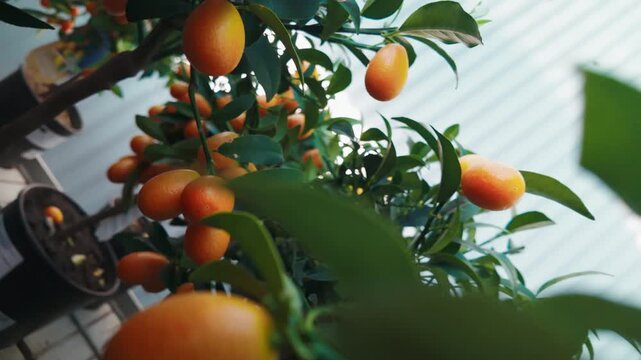 Small potted kumquat tree filled with ripe orange citrus fruits and lush green leaves growing indoors in a bright greenhouse setting perfect for home decoration gardening and healthy lifestyle themes