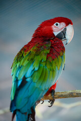 Obraz premium Beautiful red-and-green macaw Ara chloropterus portrait, vibrant tropical parrot perched on a branch. Exotic wildlife and biodiversity concept, conservation, endangered species preservation