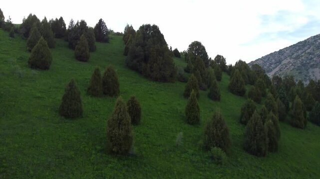 Aerial drone flight forward and up over a green mountain slope with juniper trees, cinematic rising shot of hills, Tian Shan mountains, Kazakhstan. High quality 4k footage